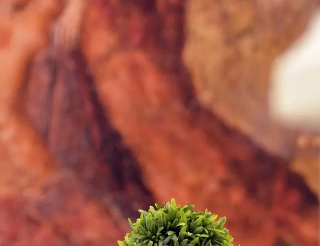 Passion לינה וארוחת בוקר